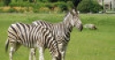 Jeu Jigsaw: Zebra Couple