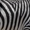 Jeu Jigsaw: Zebra Stripes en plein ecran