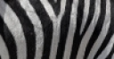 Jeu Jigsaw: Zebra Stripes