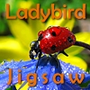 Jeu Ladybird Jigsaw en plein ecran