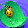 Jeu Ladybug on the leaf slide puzzle en plein ecran