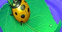 Jeu Ladybug on the leaf slide puzzle