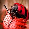 Jeu Ladybugs in the woods puzzle en plein ecran