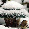 Jeu Little bird and snow puzzle en plein ecran