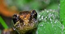 Jeu Lizard in the rain forest puzzle