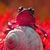 Jeu Lonely red frogs Puzzle en plein ecran