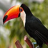 Jeu Long nosed forest toucans puzzle en plein ecran
