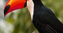 Jeu Long nosed forest toucans puzzle