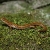 Long-tailed Salamander Jigsaw