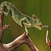 Jeu Long tongue  chameleon puzzle en plein ecran