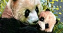 Jeu Lovely pandas in the woods puzzle
