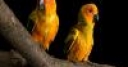 Jeu lovely parrots