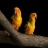lovely parrots