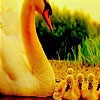 Jeu Lovely swans family  puzzle en plein ecran
