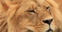 Jeu Male Lion Slider Puzzle