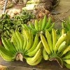Jeu Jigsaw: Banana Bunch en plein ecran