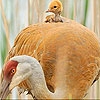 Jeu Mother and baby bird slide puzzle en plein ecran
