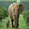 Jeu Mother and tiny elephant slide puzzle en plein ecran