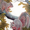 Jeu Naughty squirrels on the tree slide puzzle en plein ecran