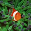 Jeu Nemo Among The Coral Reef en plein ecran