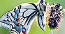 Jeu Nice flower and butterfly slide puzzle