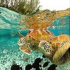 Jeu Ocean turtles slide puzzle en plein ecran