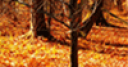Jeu Orange Leaves in Fall Jigsaw Puzzle
