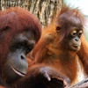 Jeu Orangutan Baby & Mother Slider Puzzle en plein ecran