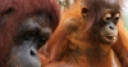 Jeu Orangutan Baby & Mother Slider Puzzle