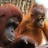Orangutan Baby & Mother Slider Puzzle