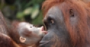 Jeu Orangutan Baby Slider Puzzle