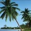 Jeu Palm Paradise en plein ecran