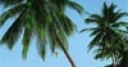 Jeu Palm Paradise