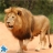 Panthera Leo