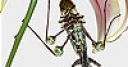 Jeu Parachutist grasshopper slide puzzle