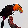 Jeu Parrot colored beak slide puzzle en plein ecran