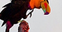 Jeu Parrot colored beak slide puzzle