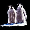 Jeu Penguins on the ice slide puzzle en plein ecran