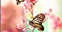 Jeu Pink butterflies slide puzzle