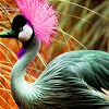 Jeu Pink headed bird in garden puzzle en plein ecran