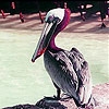 Jeu Pink headed pelican slide puzzle en plein ecran