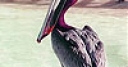 Jeu Pink headed pelican slide puzzle