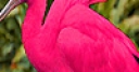 Jeu Pink ibis puzzle