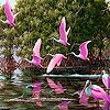 Jeu Pink river flamingos puzzle en plein ecran