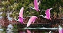 Jeu Pink river flamingos puzzle