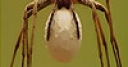 Jeu Player insect slide puzzle