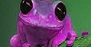 Jeu Purple acrobat frog slide puzzle