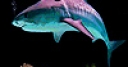 Jeu Purple dolphins slide puzzle