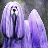 Jeu Purple haired dog slide puzzle en plein ecran