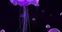 Jeu Purple jellyfish slide puzzle